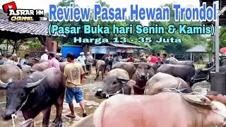 Update Harga Hewan Terbaru || KERBAU/SAPI || Pasar Hewan Trondol || Kota Serang Banten