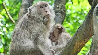 Good time Gladis monkey breastfeeding her baby time.