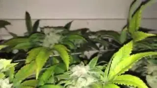 The White S1 Week 8 Flowering Flushing
