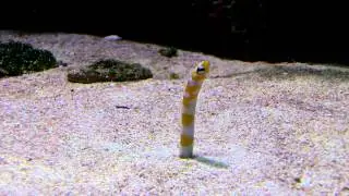 Funny looking fish