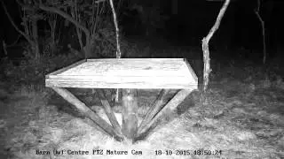 Barn Owl Centre's Live Nature Cam