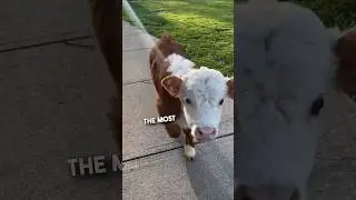 Ее мычание такое очаровательное 🥹❤️#шорты