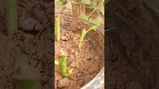 Successful Results Lemon #fruiting #tree #viral #shorts