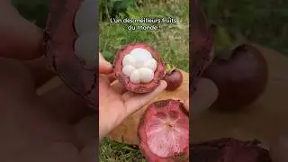Ce fruit est tr&egrave;s bon pour la sant&eacute; : le mangoustan #fruit #sant&eacute; #mangoustan