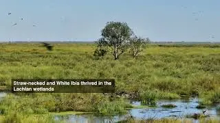 Waterbird breeding 2021-2023, webinar preview