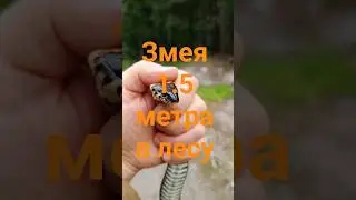 #огромная #большая #гигантская змея #уж в ногах #мир леса #Natrix natrix  #蛇 #ثعبان