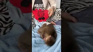Mom puts new clothes for baby #monkey #whatsapp #monkeyabee