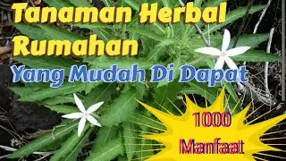 Wow😱❗Jarang yang tau manfaat Tanaman Herbal ini - Tanaman Herbal Pekarangan Rumah