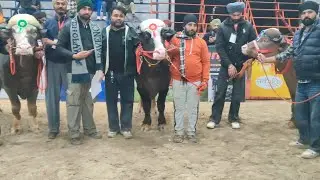 pendu chahal Pb31 is live rajasthan animal mela live milk beauti #viral #trending