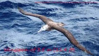 Top 10 Birds With The Longest Wingspan