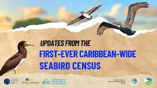Updates form the First-ever Caribbean-wide Seabird Census