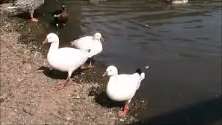Ross's Goose