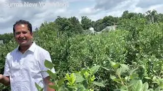 Fruit and Vegetable Garden At Albany visit