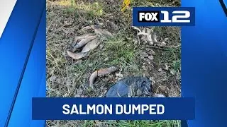 Police seek suspect after salmon found dumped off Hwy 224 in Clackamas Co.