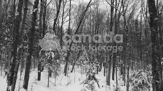 Moody drone flight through snowy Canadian winter forest stock video. Black and white. Ontario. 4K.