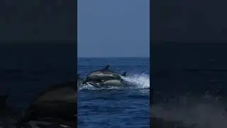 Dolphin STAMPEDE! 🐬