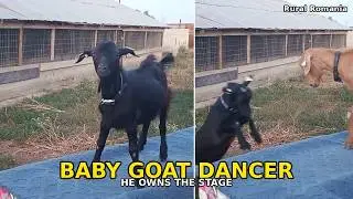 Funny Baby Goat Dancing | Cute Farm Animal Video