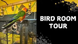 Discover The Ultimate Bird Room Tour Featuring Conures And Parrotlets!