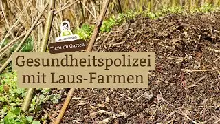 Gesundheitspolizei mit Laus-Farmen: Die Rote Waldameise