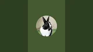 Black rabbit  is live