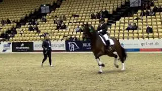 G&oslash;rklintg&aring;rds Samsara  - 6th in DWB Young Horse Championship 2017