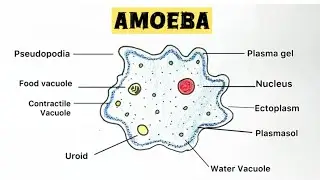 How to draw Amoeba | step by step | tutorial | labelled diagram #drawing #science #biology #amoeba
