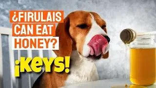🐶&iquest;CAN DOGS EAT HONEY? 🍯 Benefits and More