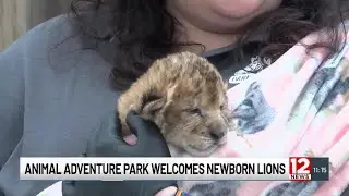 Animal Adventure Park welcomes five newborn lion cubs