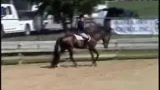 Hold Your Cards hunter under saddle
