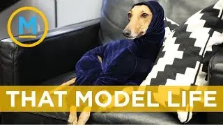 How to make your pet &ldquo;insta-famous&rdquo; | Your Morning