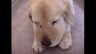 Dog's face swollen after being bitten by a Rattlesnake the day before.
