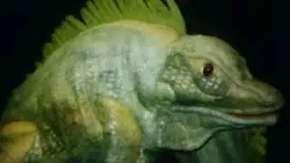 David Quesal Ikabob The Iguana