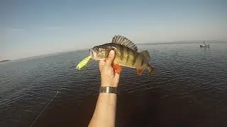 Окунь на RAPALA SKITTER POP и воблеры. Киевское водохранилище 2014.