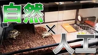 2種類の床材をブレンドしてこだわりの新レイアウトに変更しました。【リクガメ飼育】