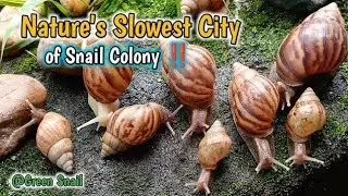 Exploring the Fascinating Life of a Snail Colony ​#Snail ​#SnailBehavior ​ ​ ​#AmazingSnails