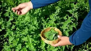 Gotu Kola 10:1 Extract Powder (Centella Asiatica) - Ayurvedic Herbal Supplement