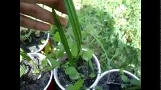 Growing Date Palms from Seeds: Part 3 Update & Transplanting