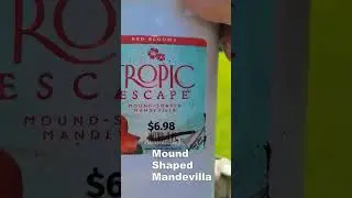 Mound-Shaped Mandevilla Planting 3 17 23