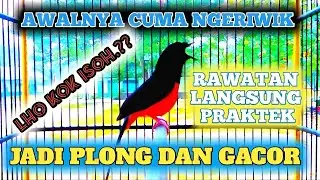 GAMPANG | Murai Cuma Ngeriwik Jadi Plong Dan Gacor ||👍 Praktek Langsung Om Broooo