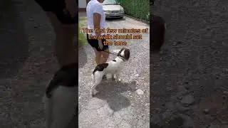 Stop Dog Pulling!
