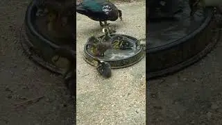 New Born Duck Baby First Time Enjoy Cold Water