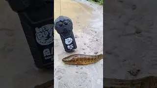 RC Remote Wali Fish Unboxing 😱🐠 #shorts #rcfish