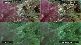 Demonstration of software color correction on underwater footage #noLights #davinciresolve