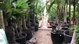 My winter palm Storage greenhouse 🌴