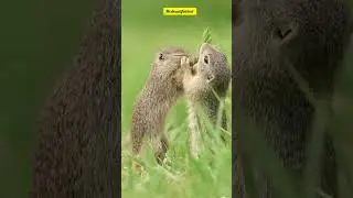 European Ground Squirrels||colourful green ||cutest moment #viralshort #nature .