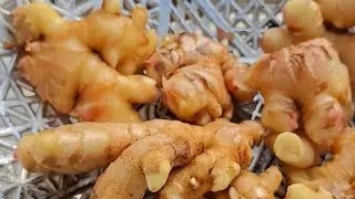 Aaj hamne  ginger  harvest  kiya aur ginger  ke naye  poudha  bhi lagaya 