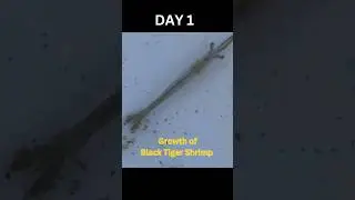 Black Tiger Shrimp Growth #aquaculture #tigershrimp #shrimpfarming #blacktiger