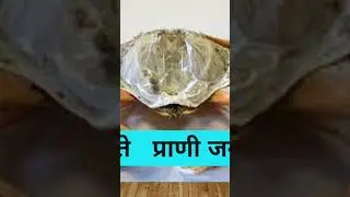 Chitin #biology #biologyinmarathi #shorts