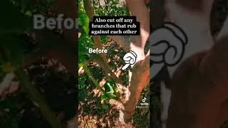 Как обрезать лимонные деревья