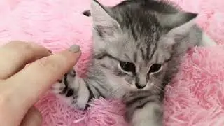 Cool kitten, the funniest HAIRY BEAST!